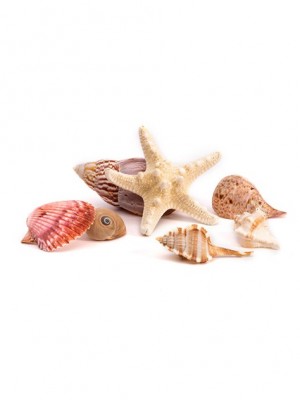 Shells